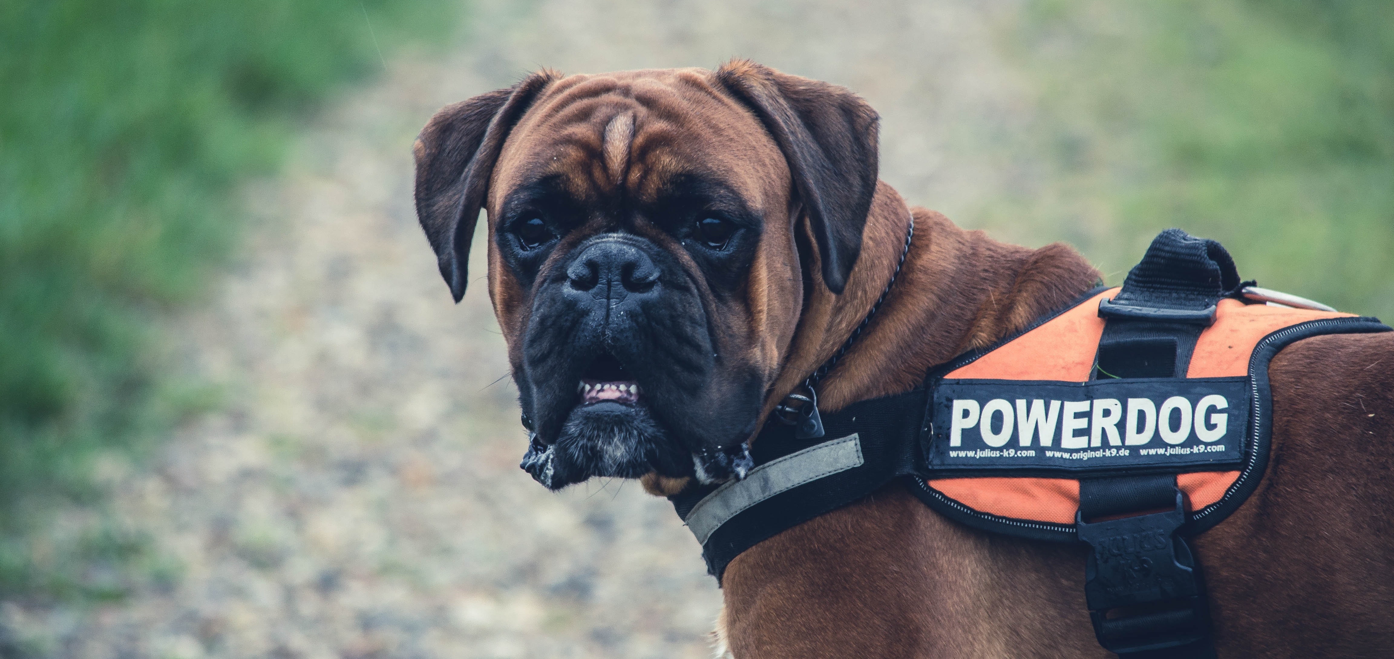 cane_corso_7799
