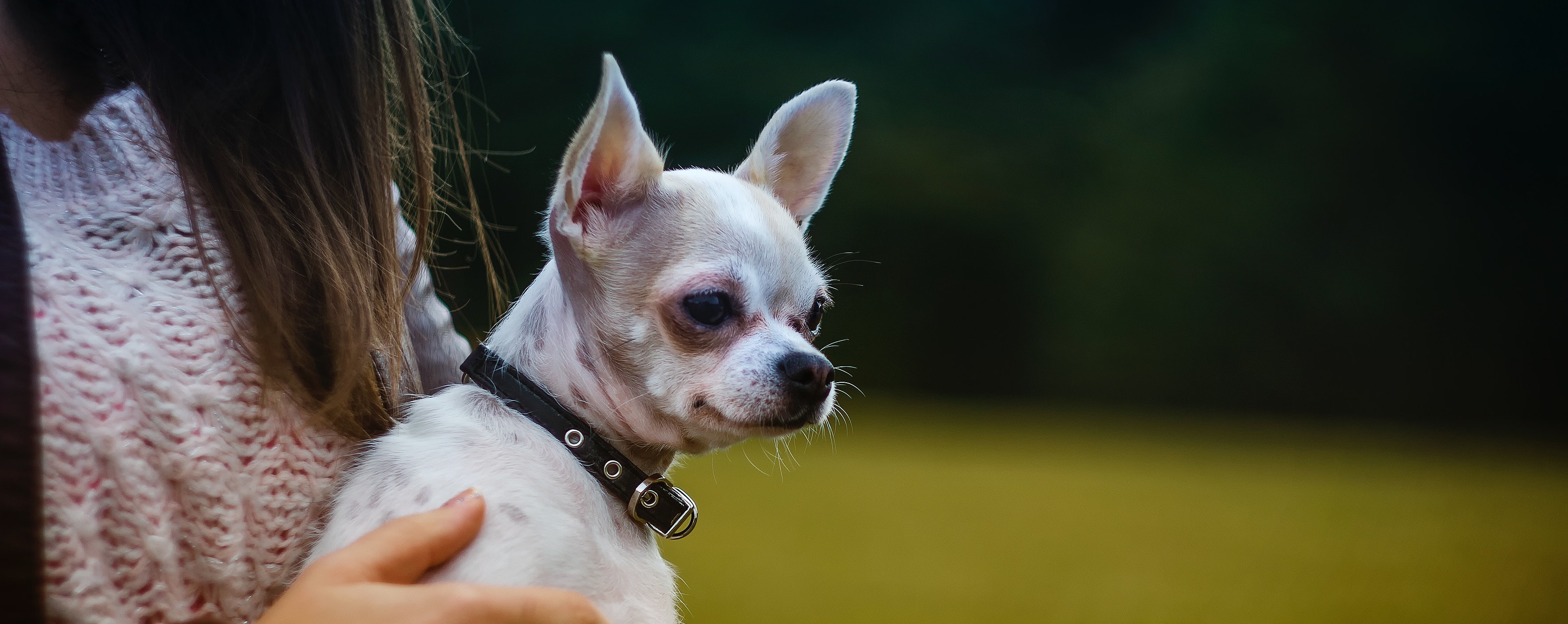 chihuahua_4270