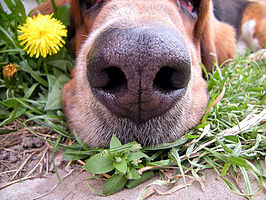 grasaar hond