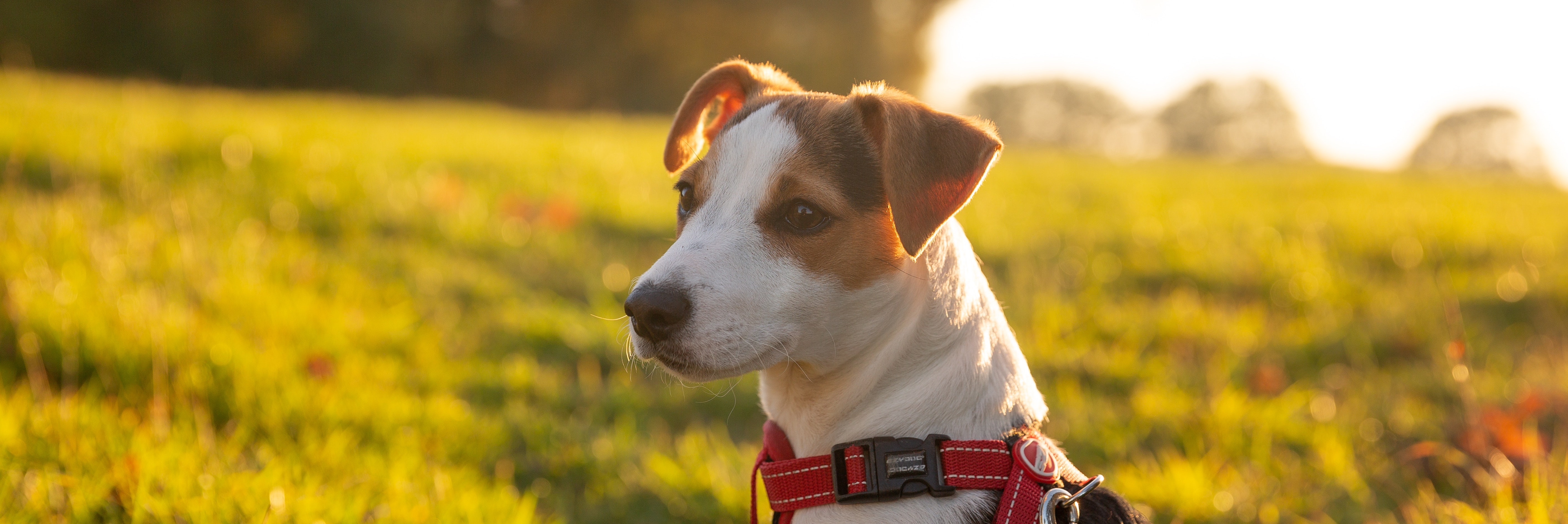 jack-russell_8532