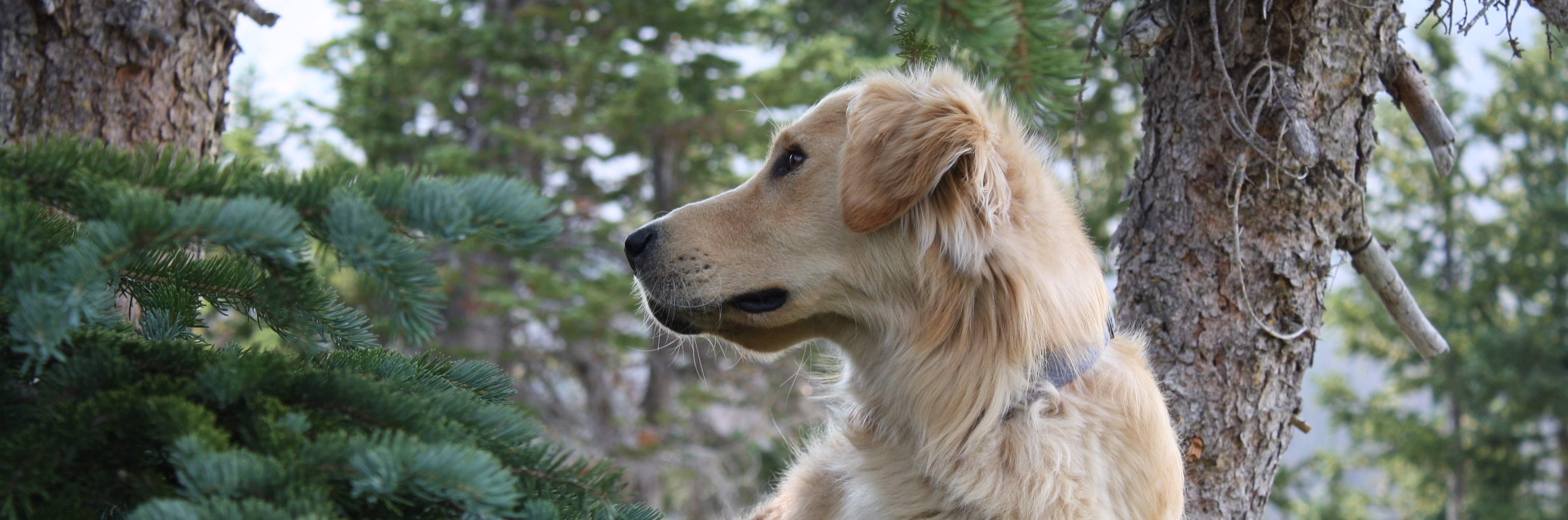 golden-retriever_1434