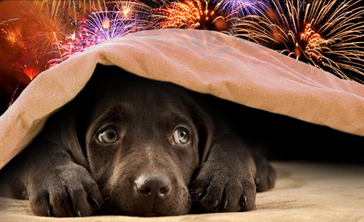 vuurwerk_hond1