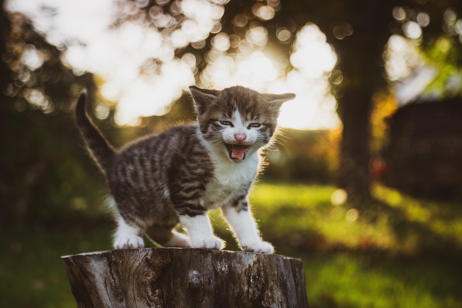 cat-4558651_1920_1761