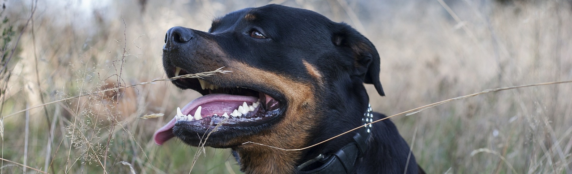 rottweiler_1_6856