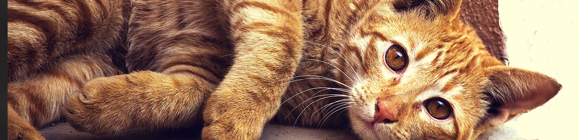 kattenbrokken_3143