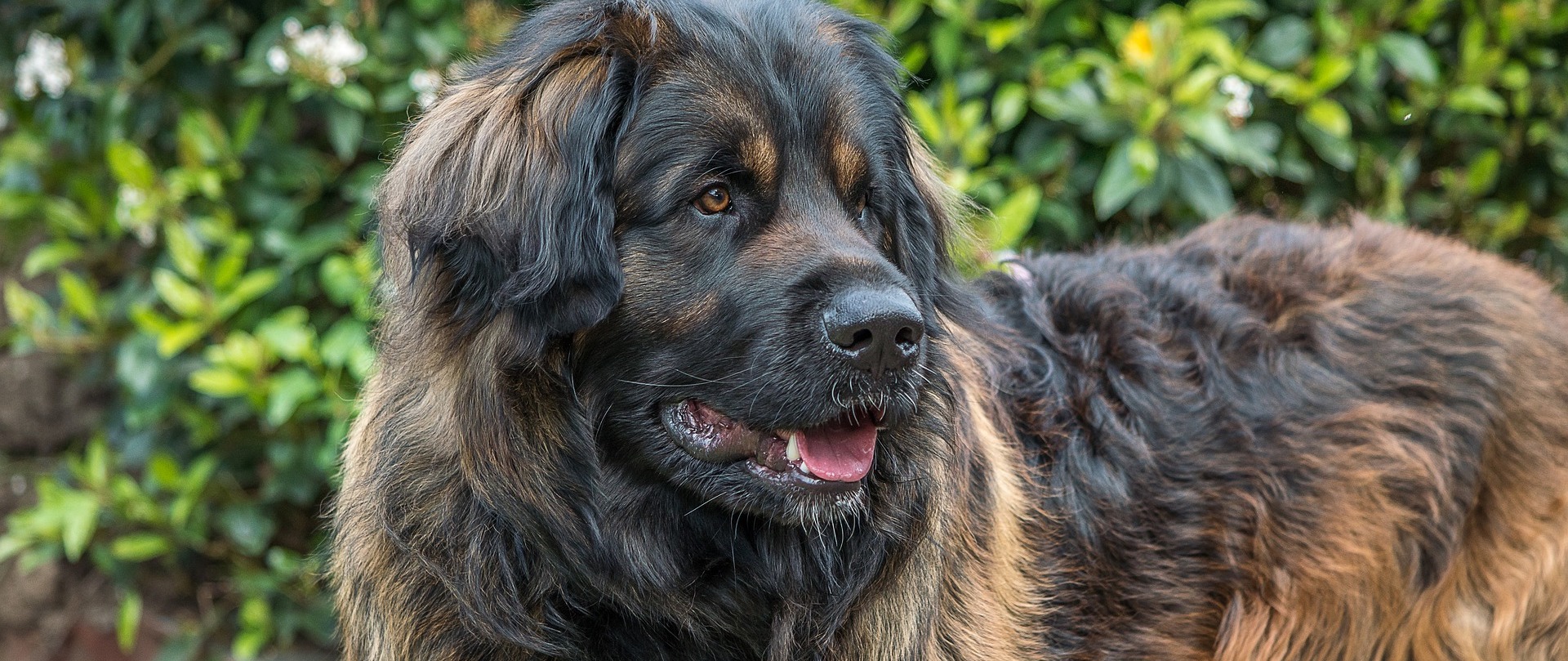 leonberger_6384