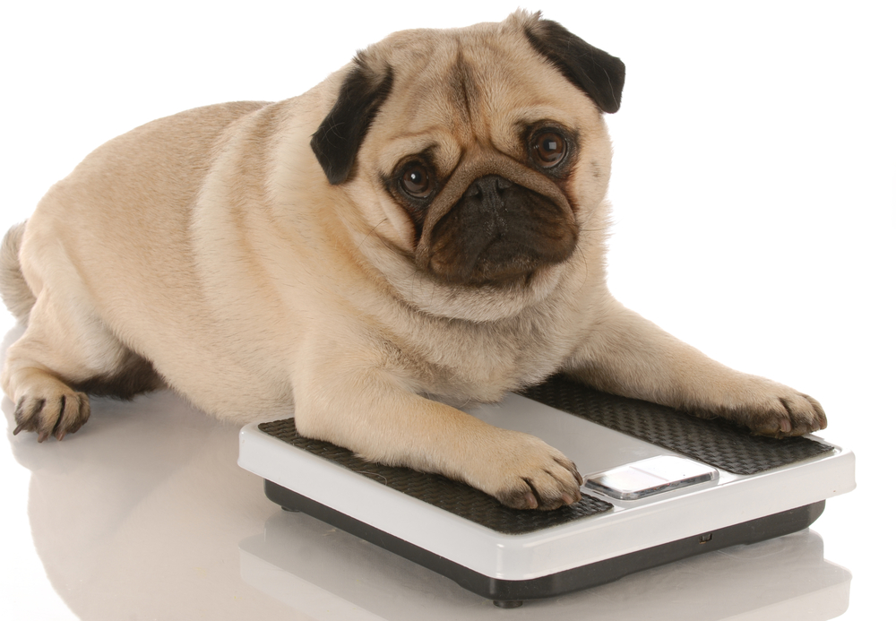 overgewicht_hond