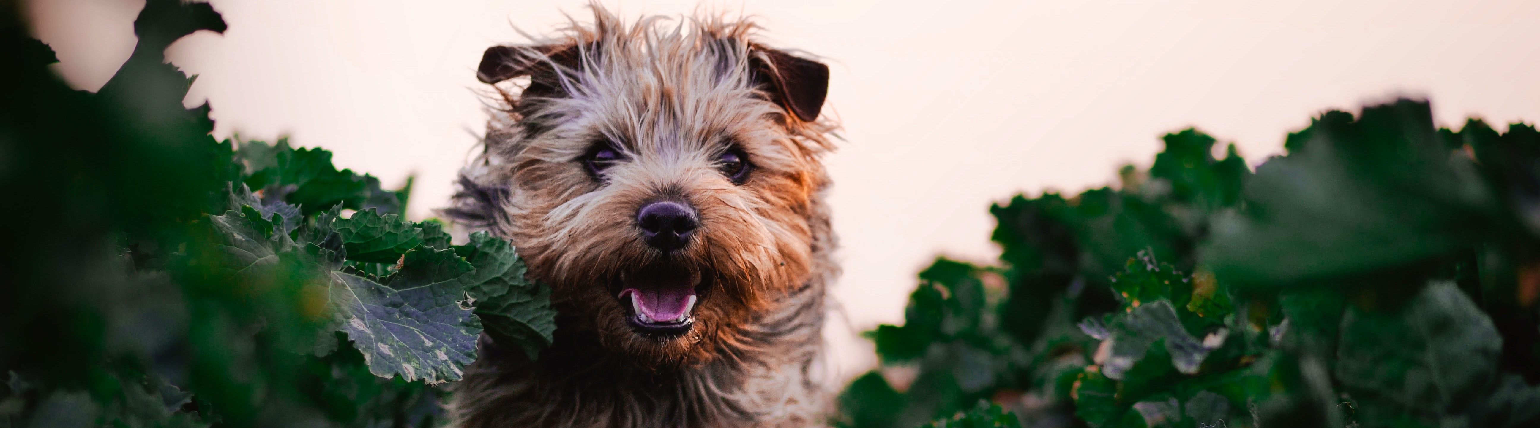 yorkshire-terrier_5269
