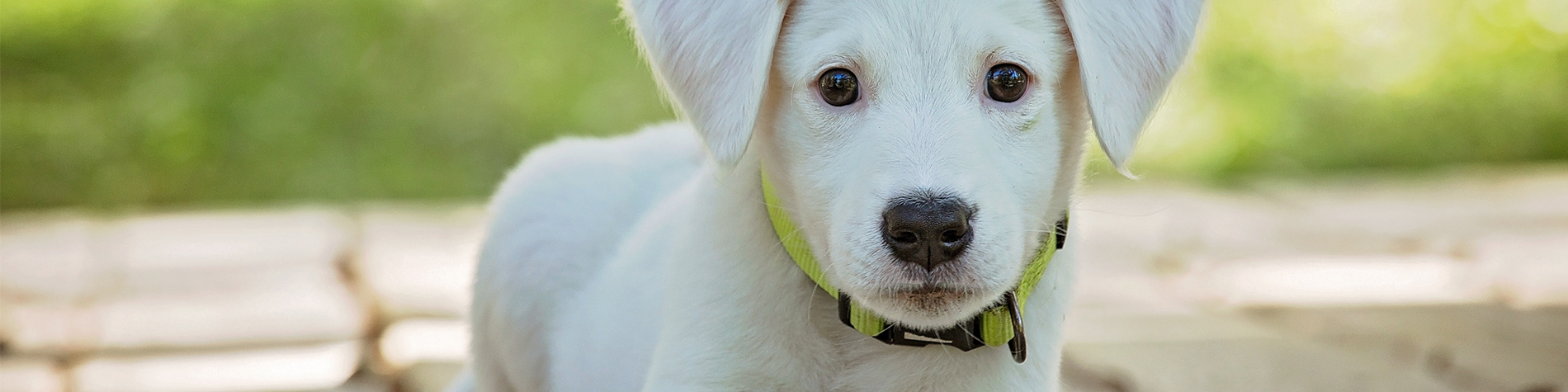 hondje-header_6005