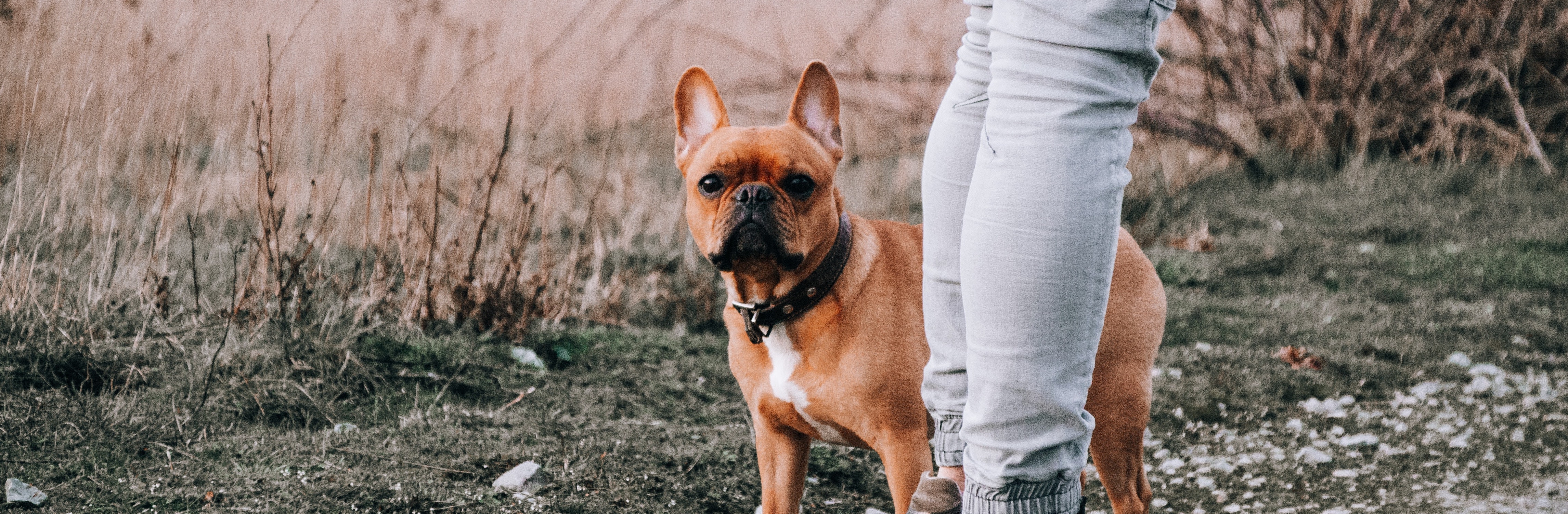 franse-bulldog_4132