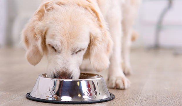 hond-eten-brokken_2