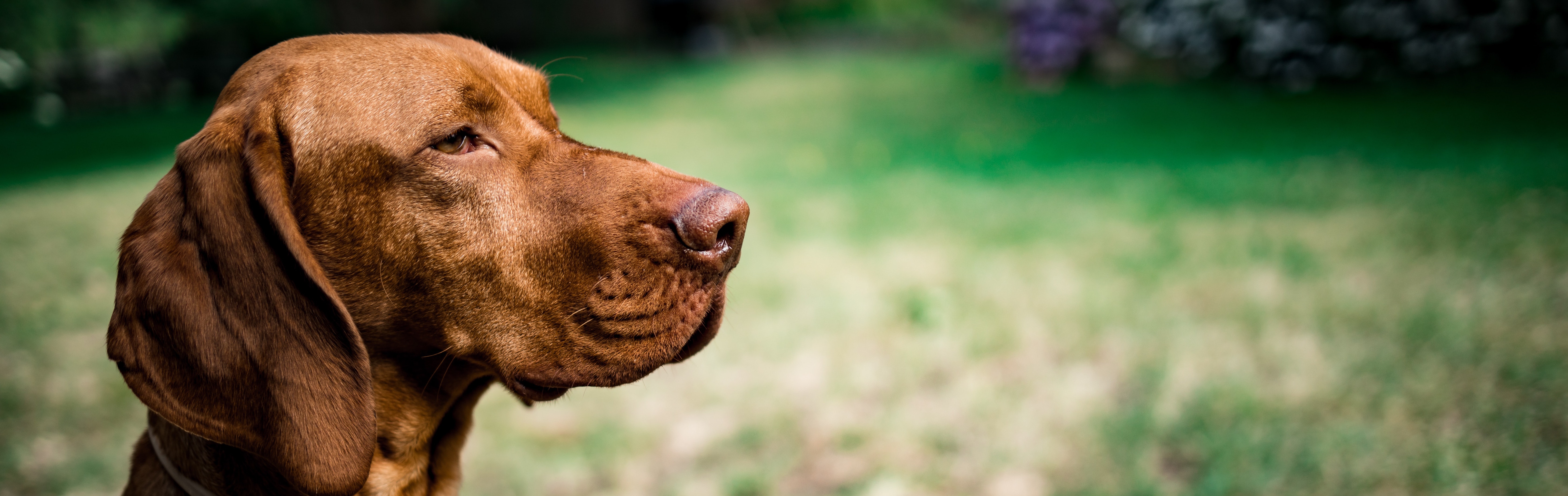 vizsla_3878