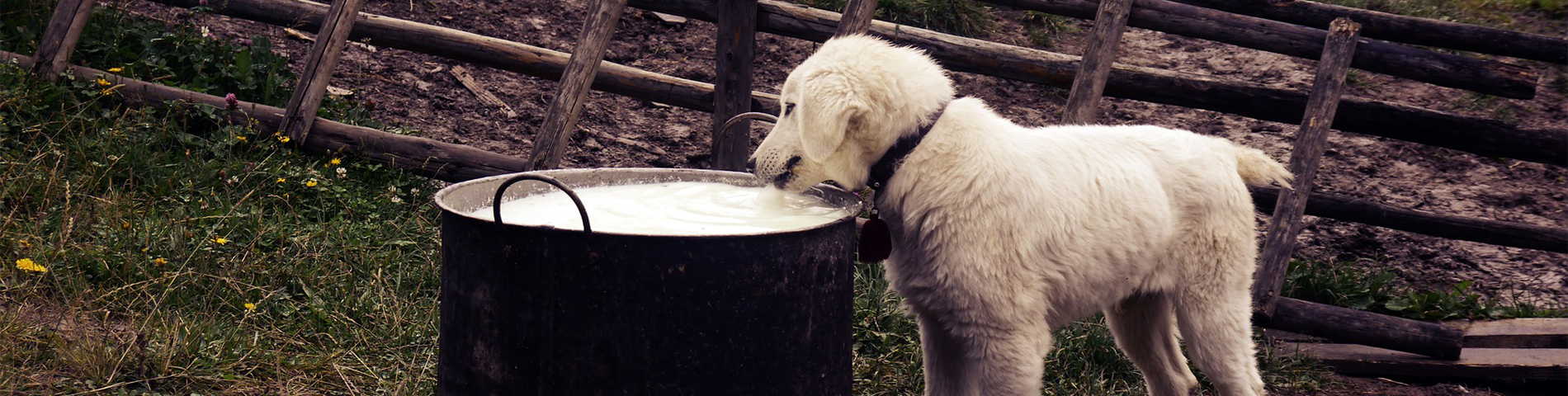 mijn-hond-eet-zijn-brokken-niet-meer_3054