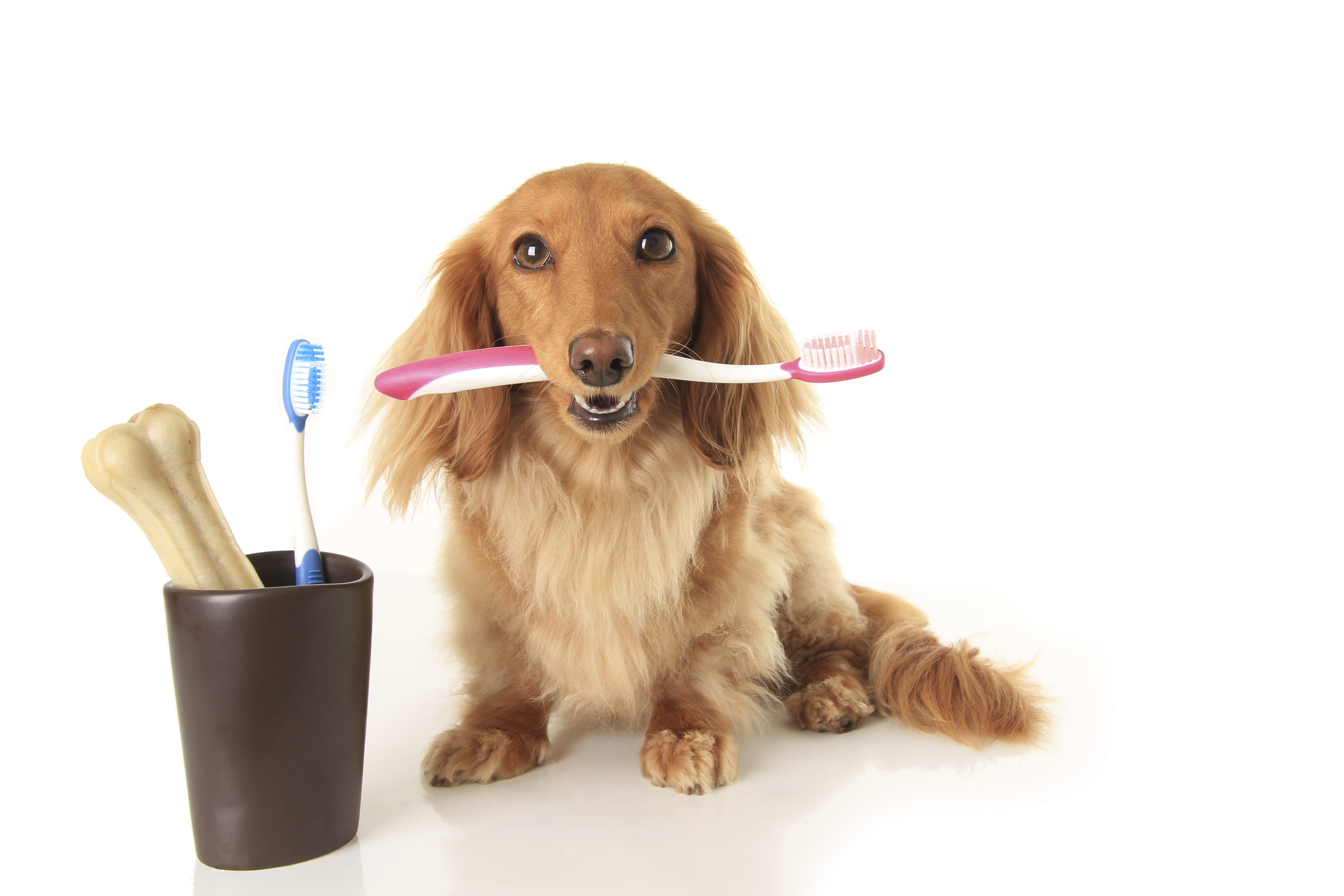hond_gebit_verzorging