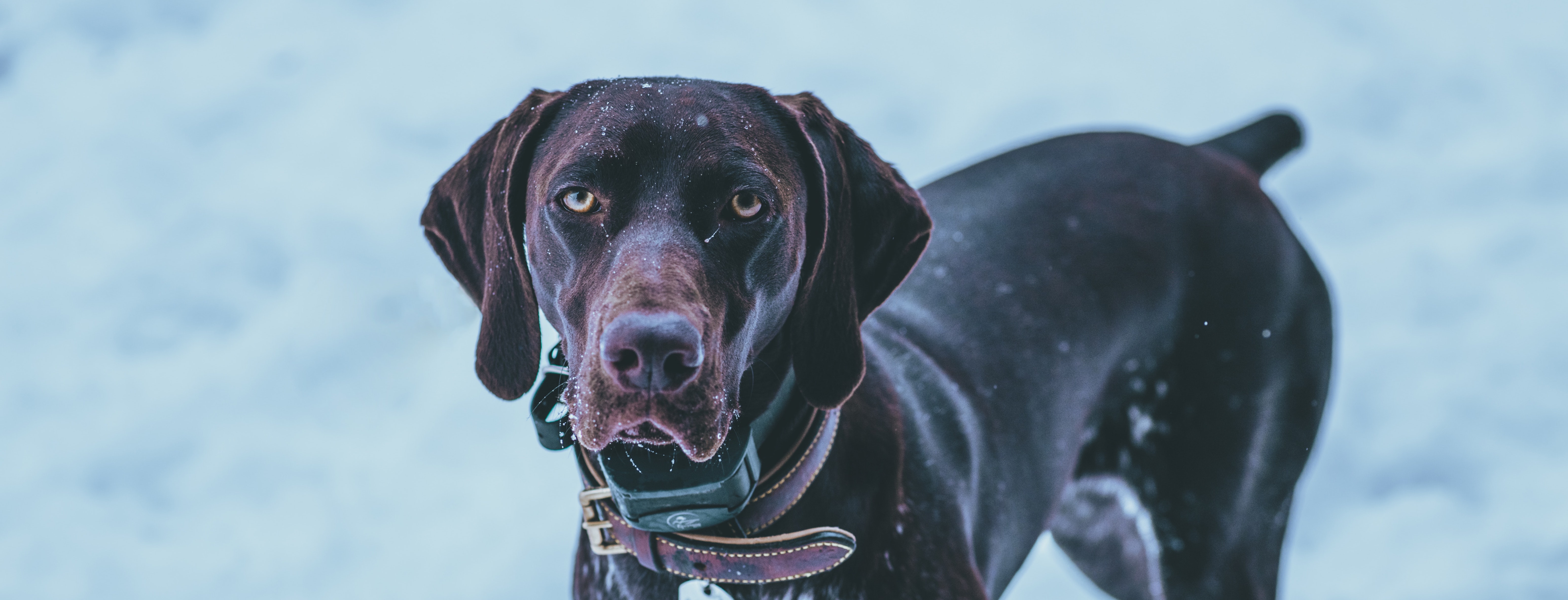 duitse-dog_8618