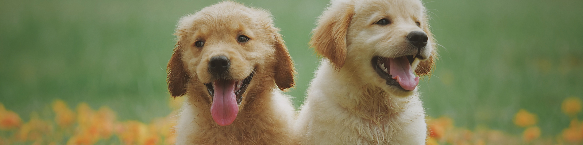 header-nero-gold_3286