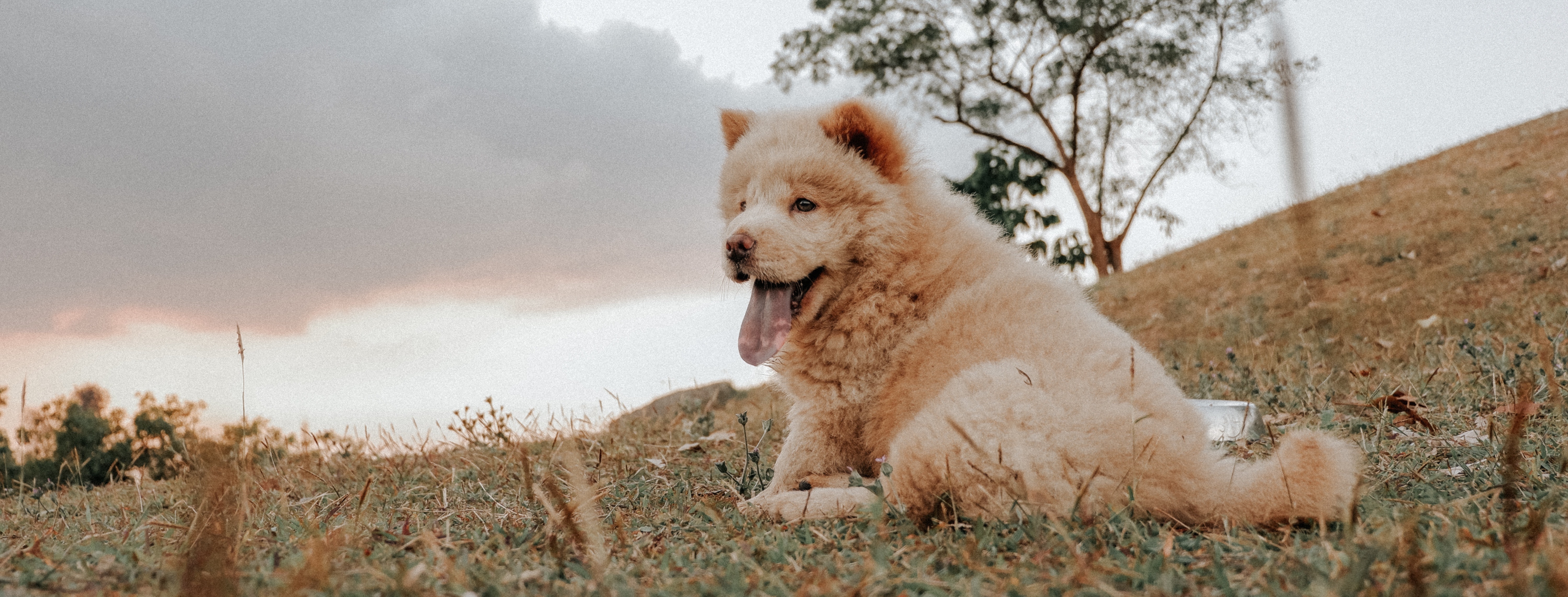 chow_chow_7550