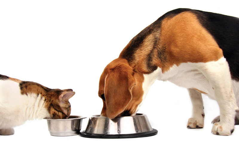 hond_kat_eten