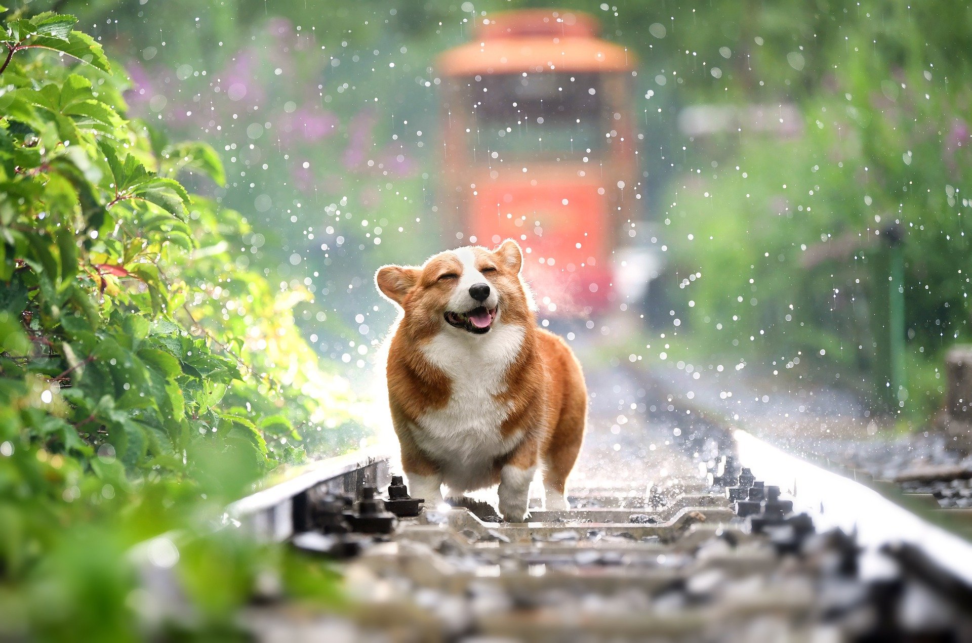 jeuk_bij_honden