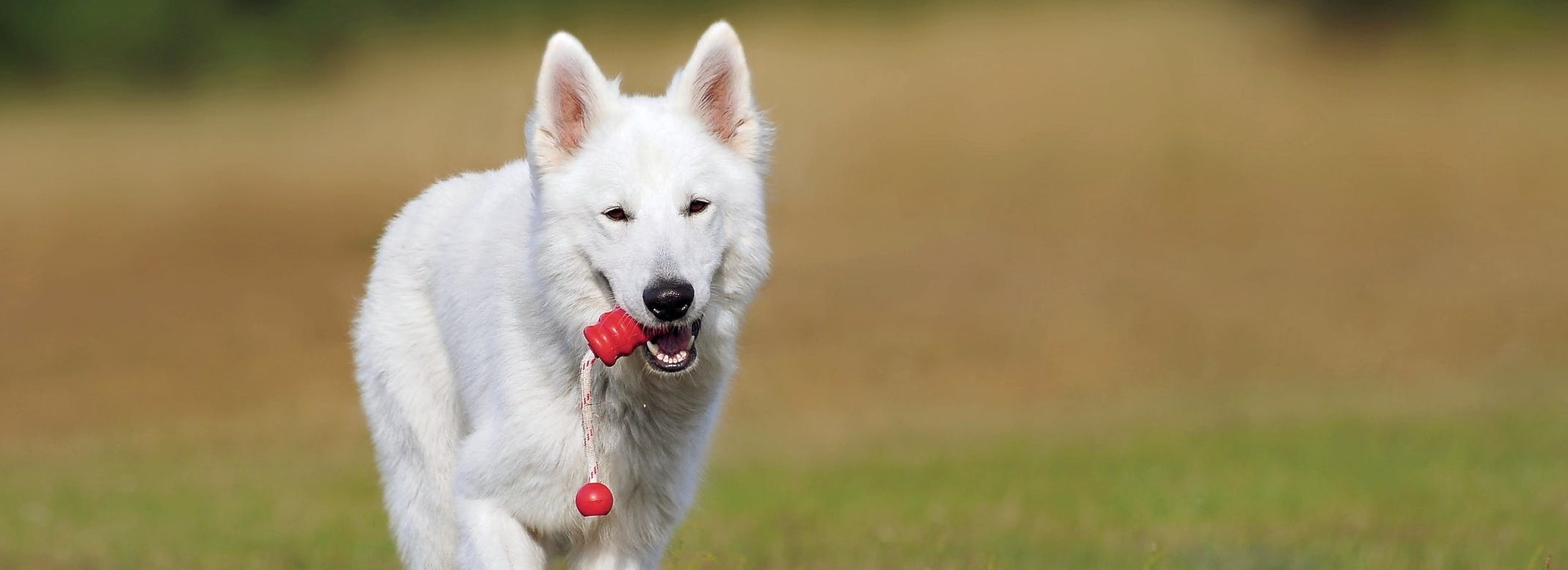 dog_2741