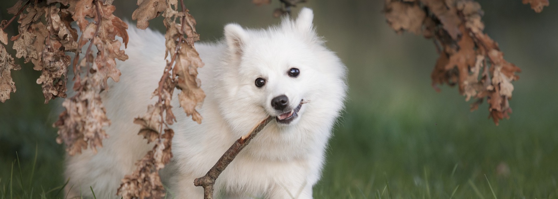keeshond_1327
