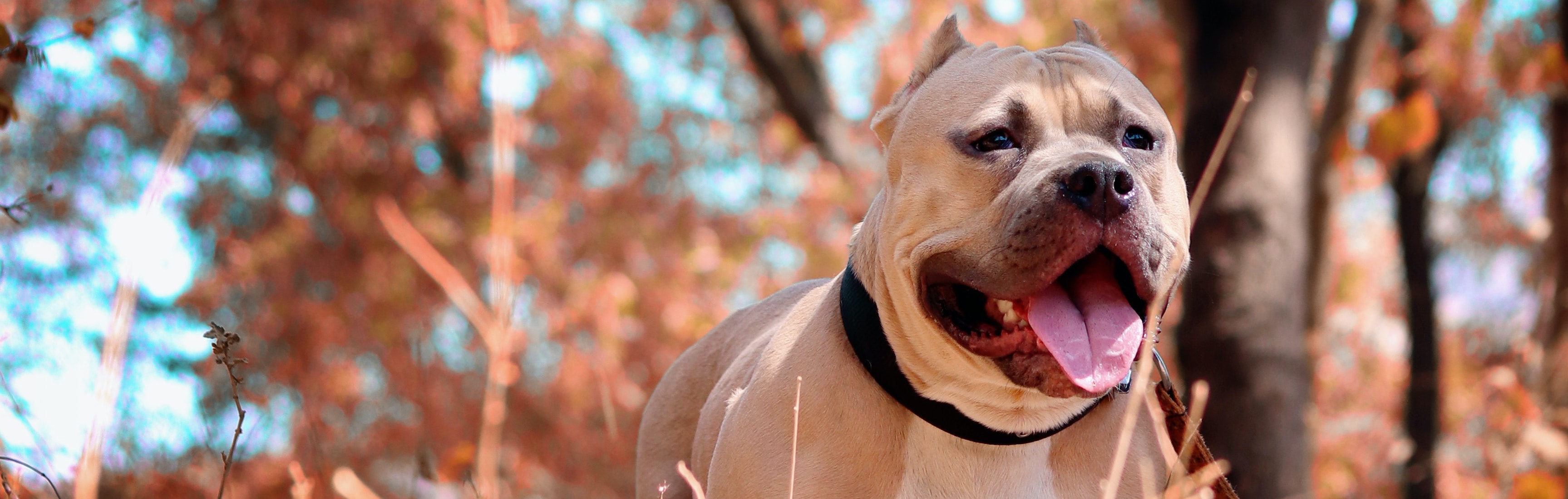 pitbull_7944