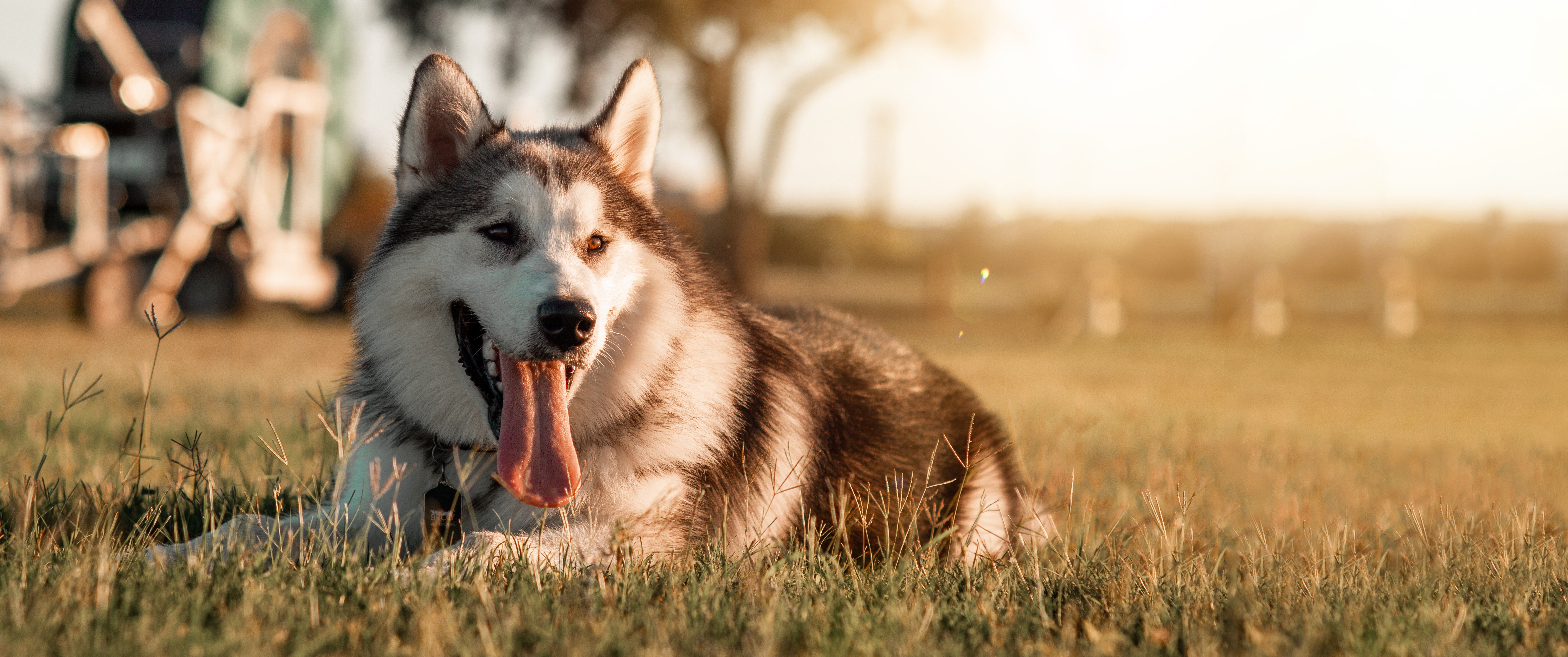 husky_9017