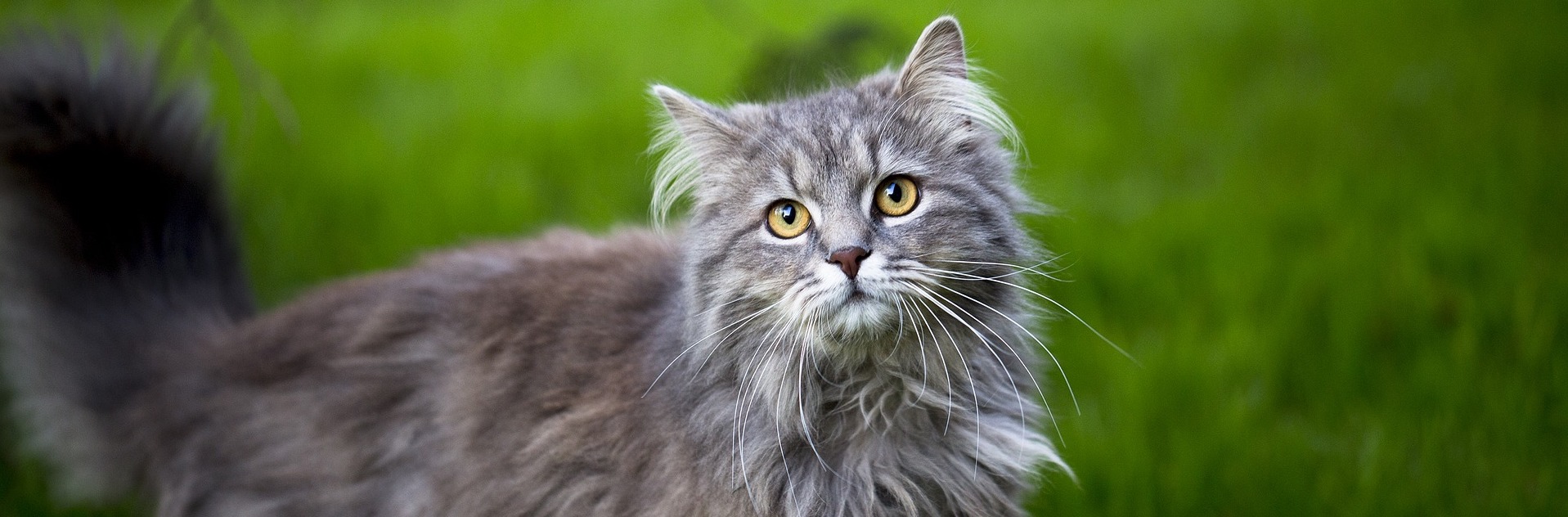 maine-coon_5958