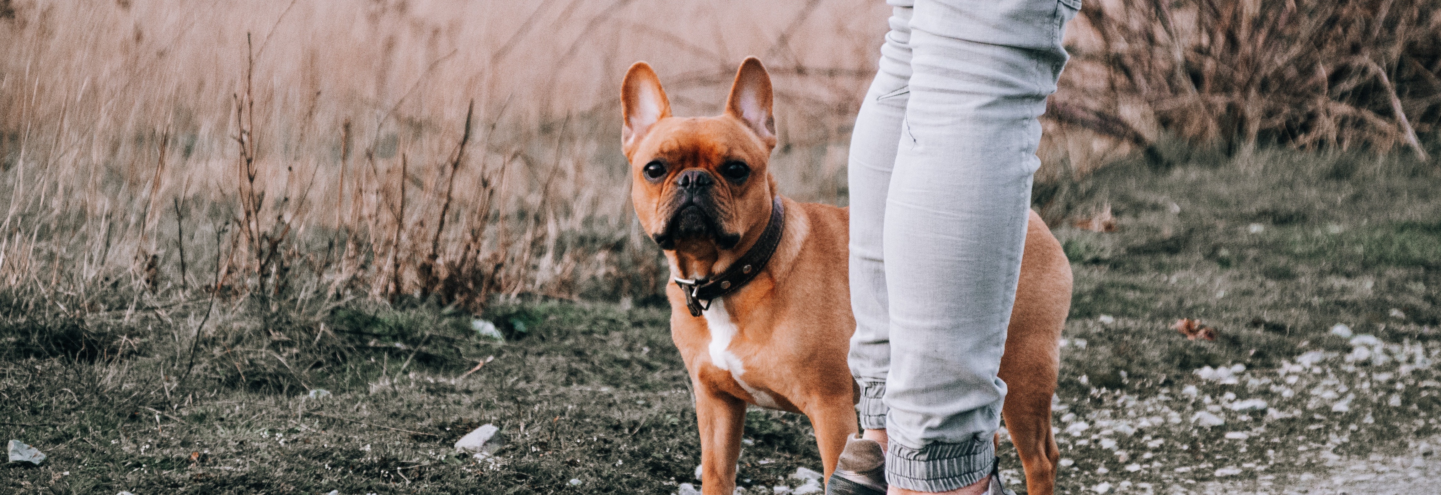 engelse-bulldog_9907